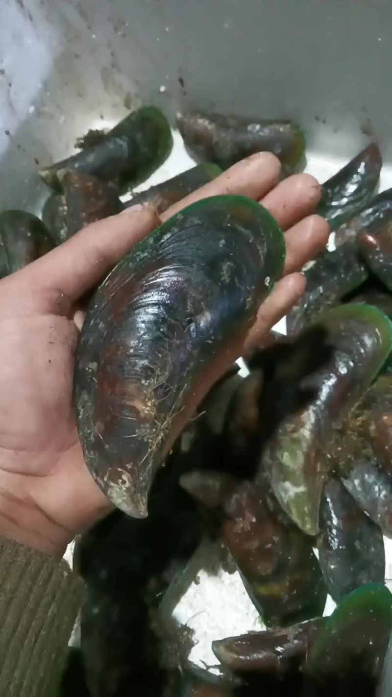 湛江青口贝