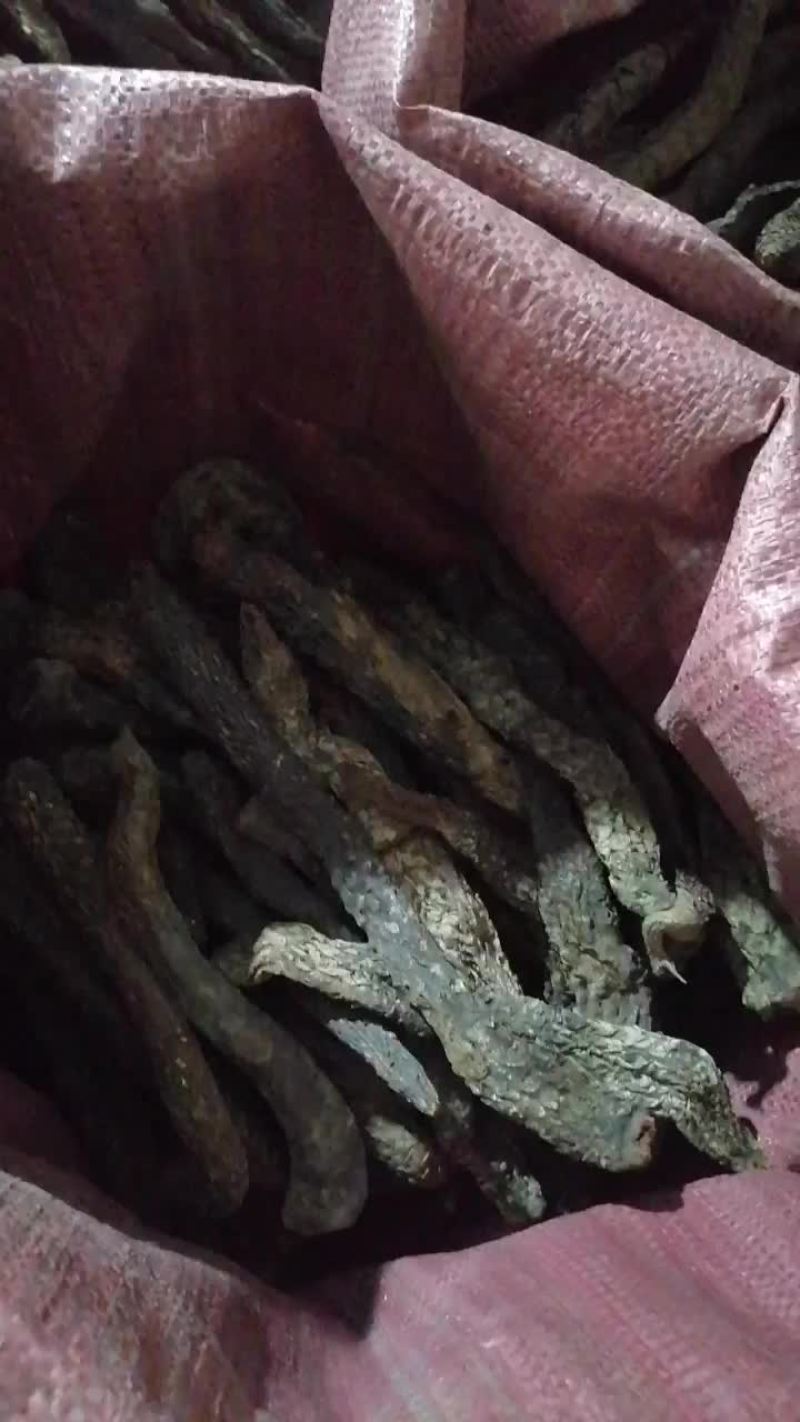 肉苁蓉