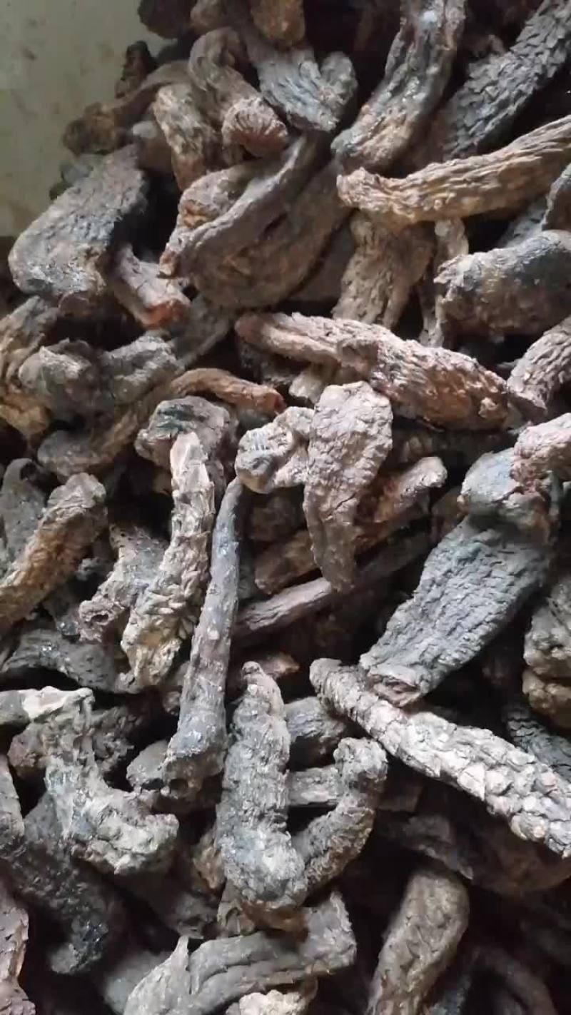 肉苁蓉
