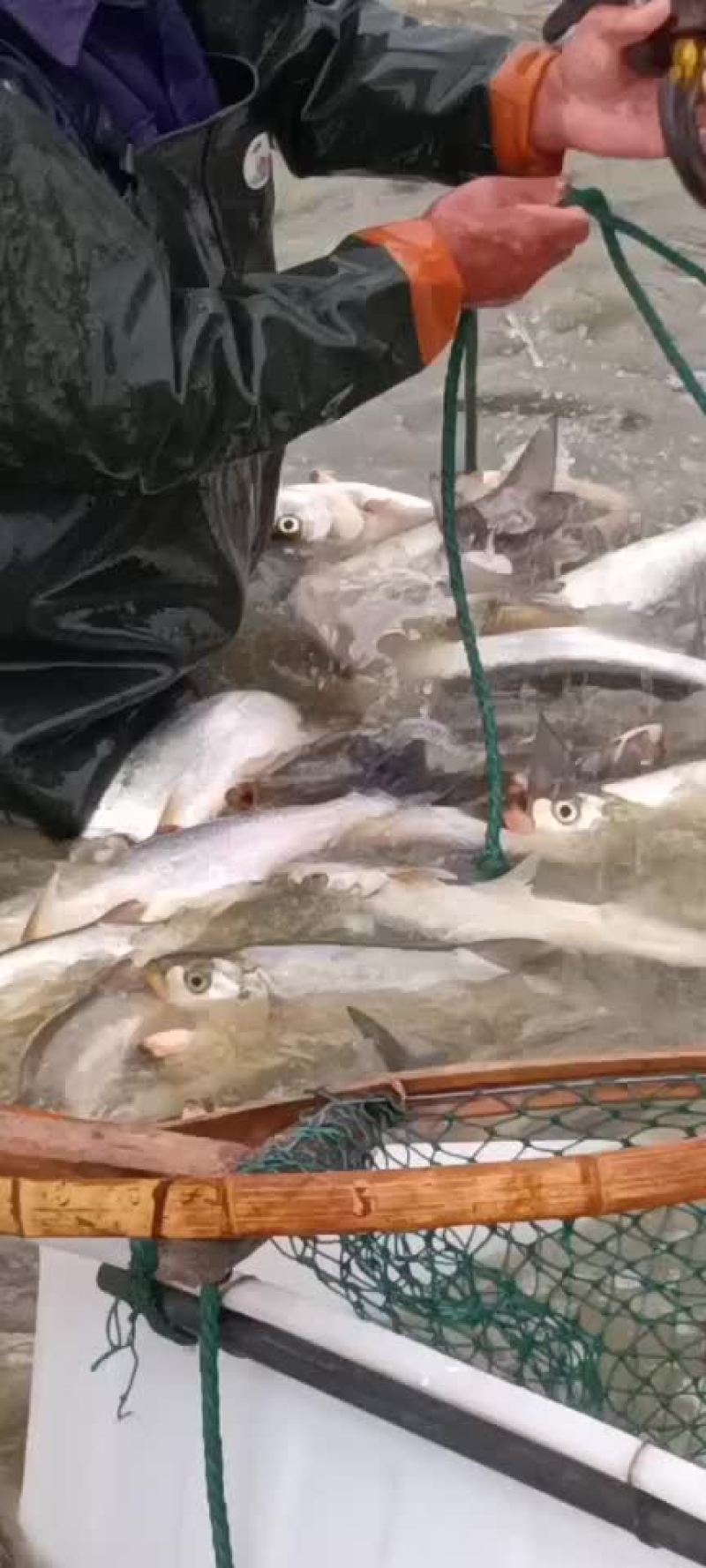 钓场专用，皮毛好，包活，塘口一手货源，食用翘嘴白鱼