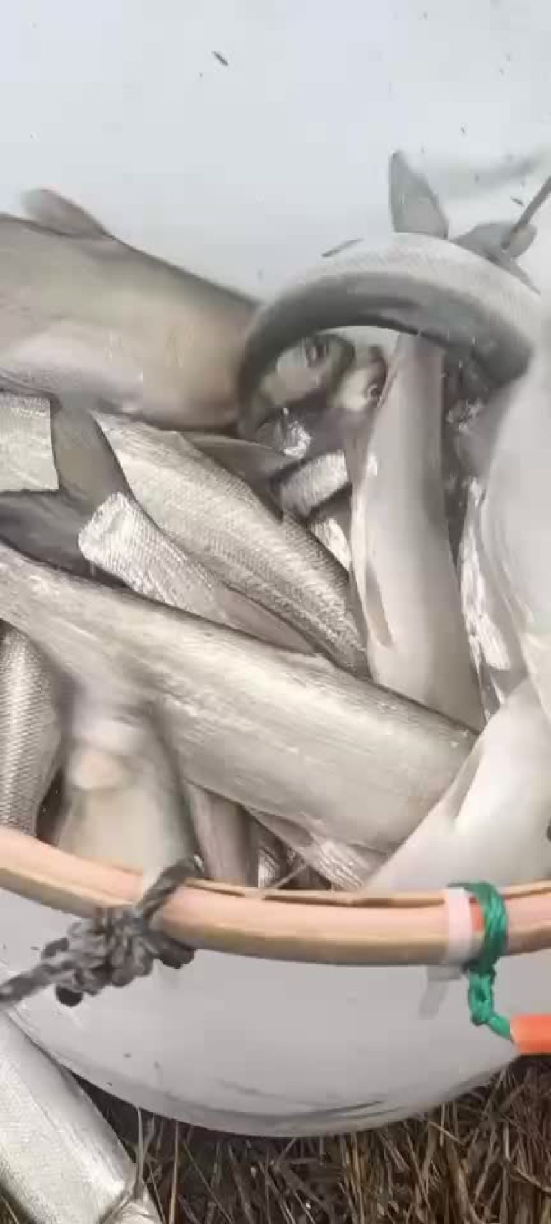 钓场专用，皮毛好，包活，塘口一手货源，食用翘嘴白鱼