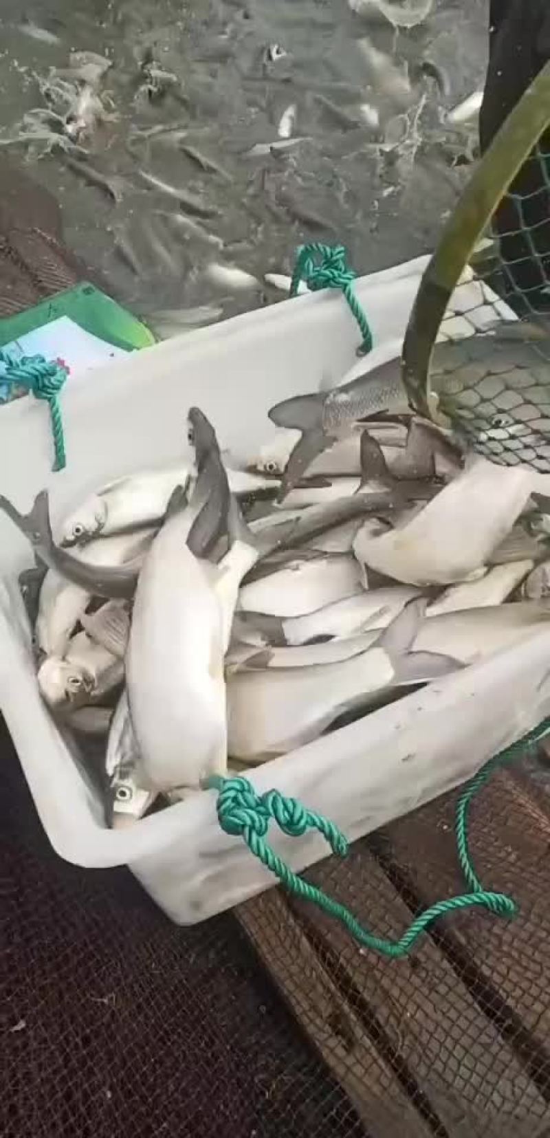 钓场专用，皮毛好，包活，塘口一手货源，食用翘嘴白鱼