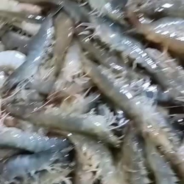 活虾对虾冰鲜虾