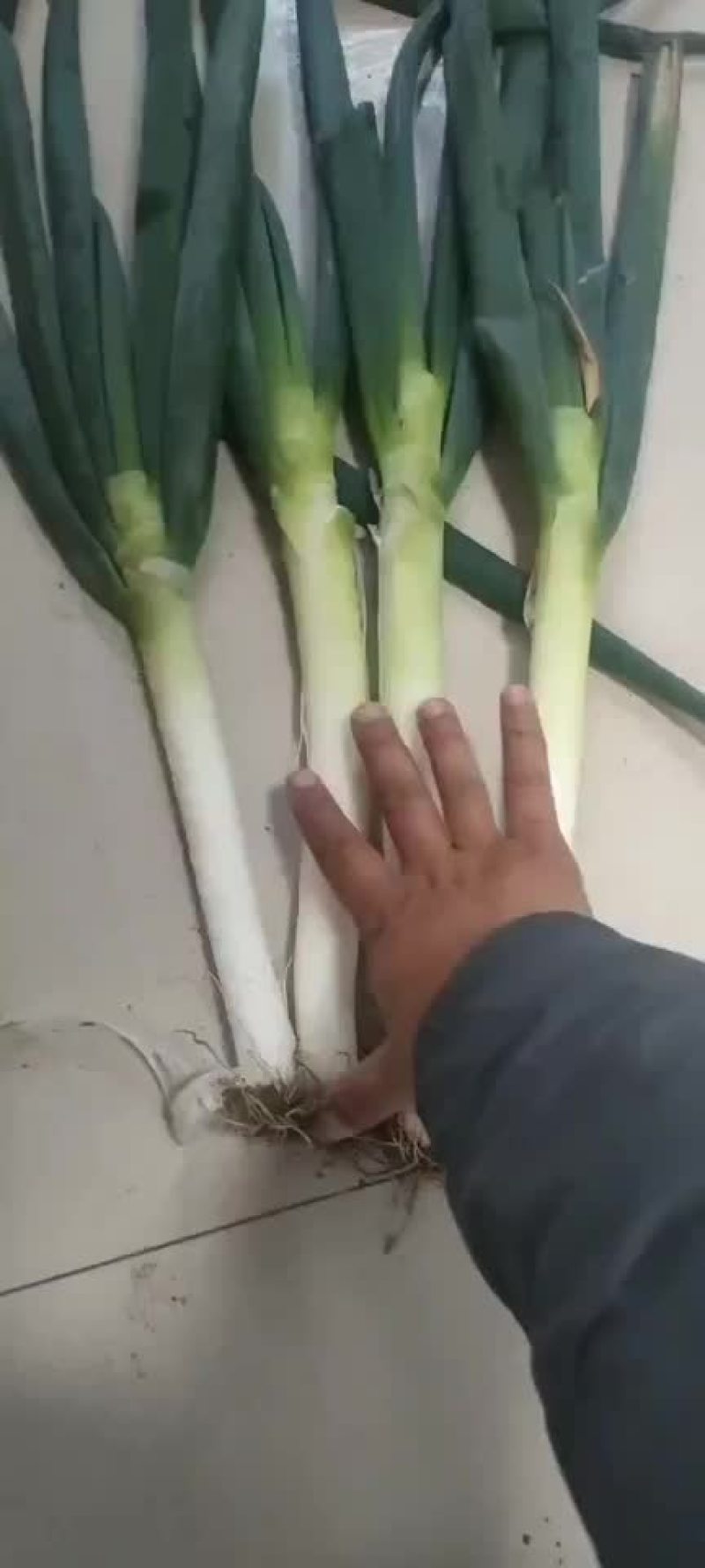 廊坊大葱
