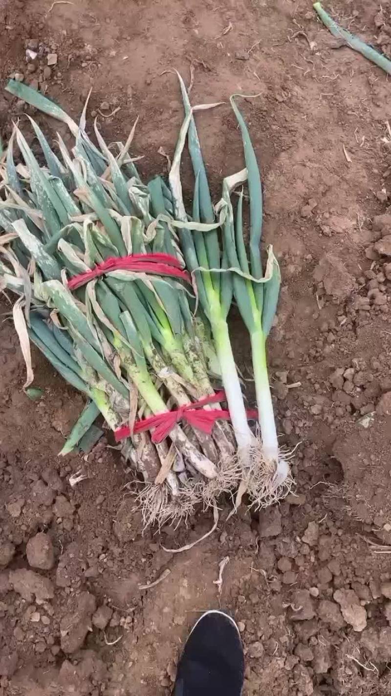 廊坊大葱