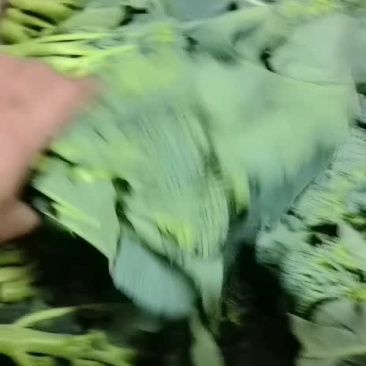 芥兰