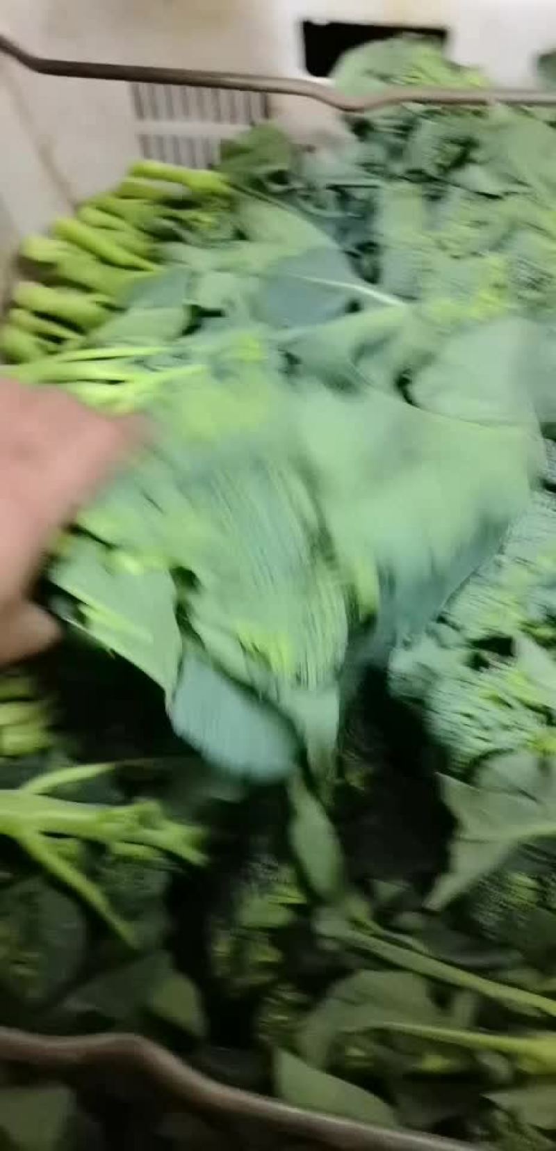 芥兰