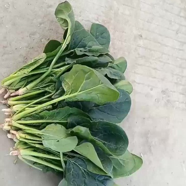 菠菜，颜色油绿，无需摘干叶