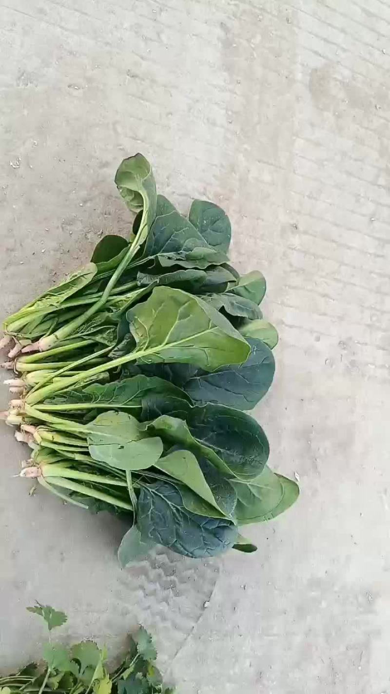 菠菜，颜色油绿，无需摘干叶