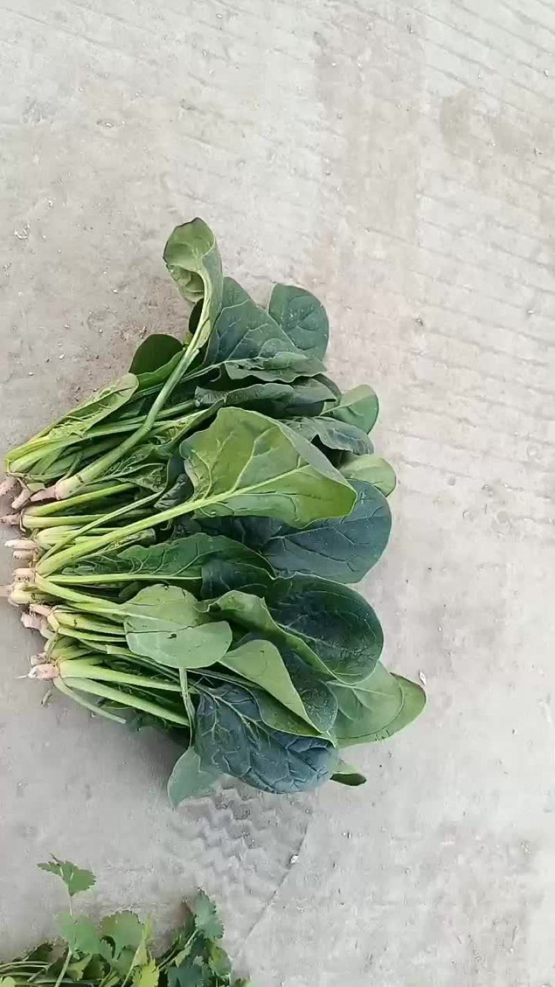 菠菜，颜色油绿，无需摘干叶