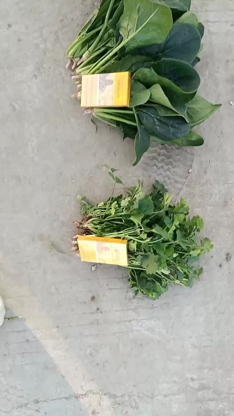 菠菜，颜色油绿，无需摘干叶