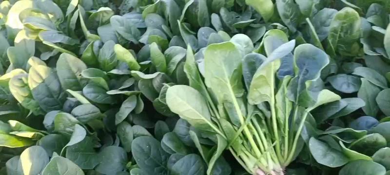 菠菜，颜色油绿，无需摘干叶