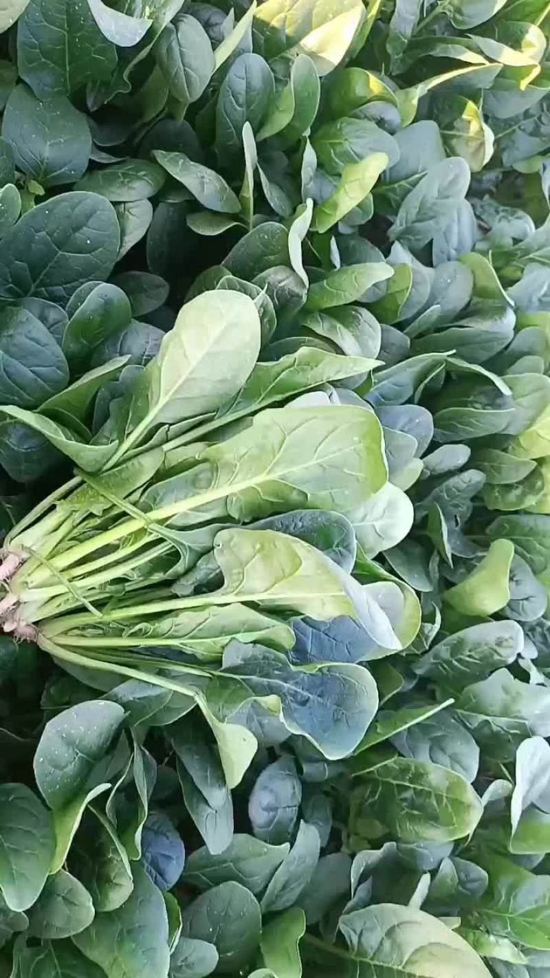 菠菜，颜色油绿，无需摘干叶