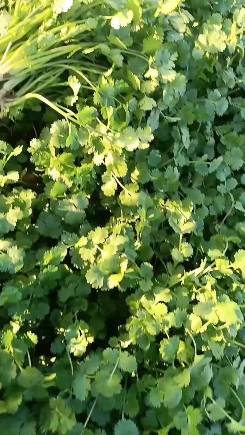 颜色油绿，无需摘干叶