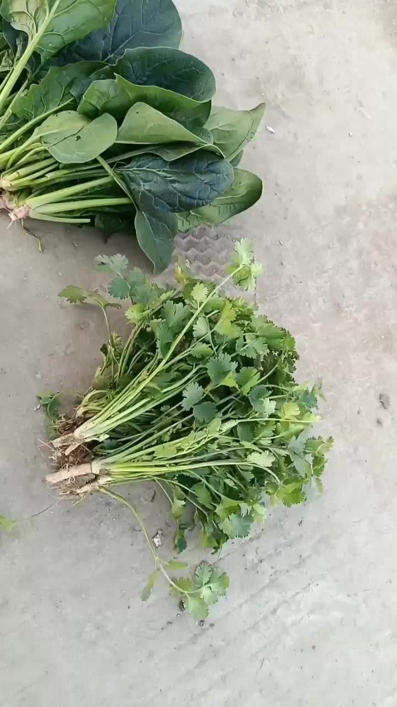颜色油绿，无需摘干叶