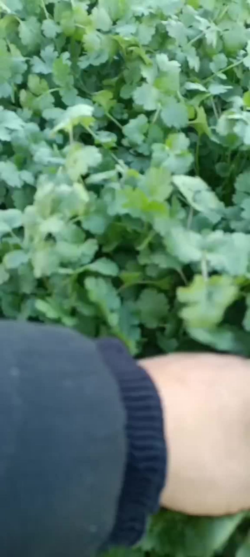 颜色油绿，无需摘干叶