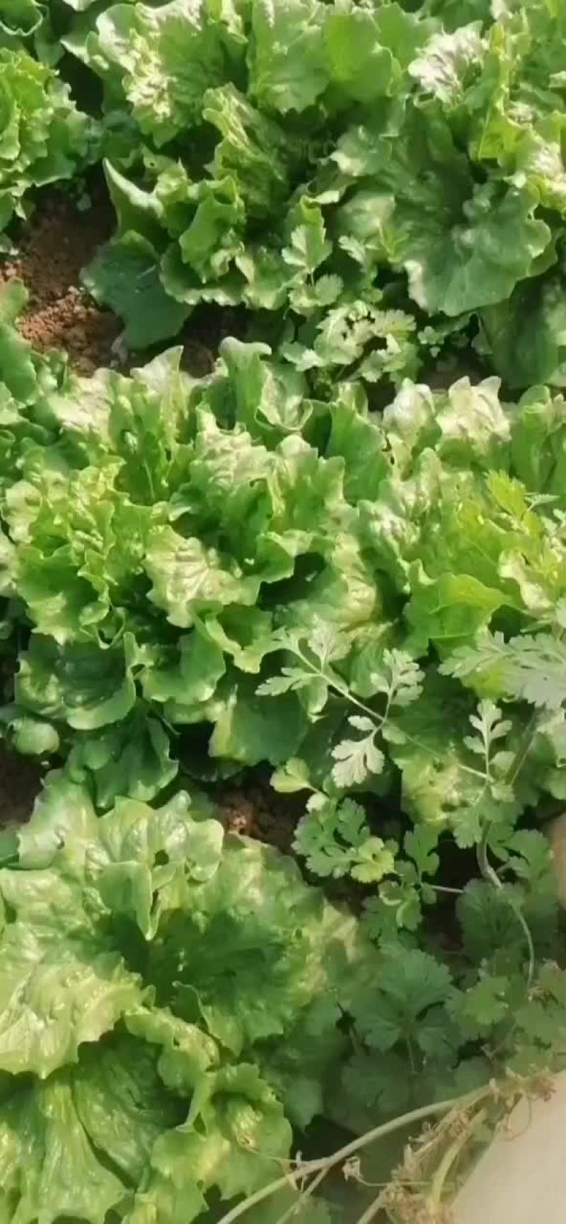 圆生菜