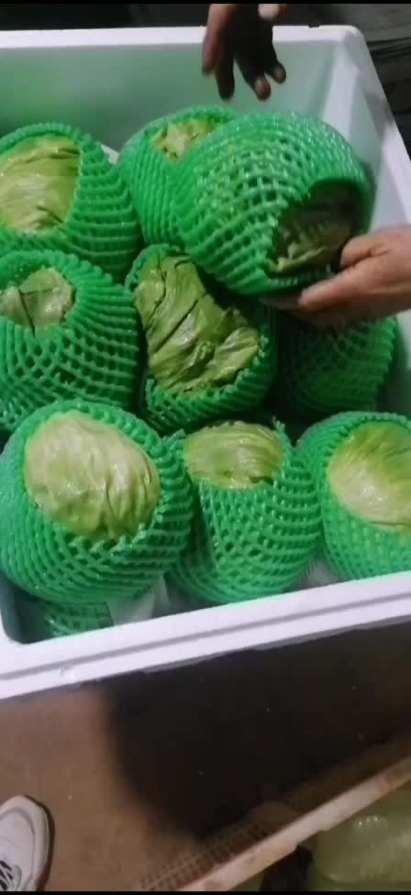 圆生菜