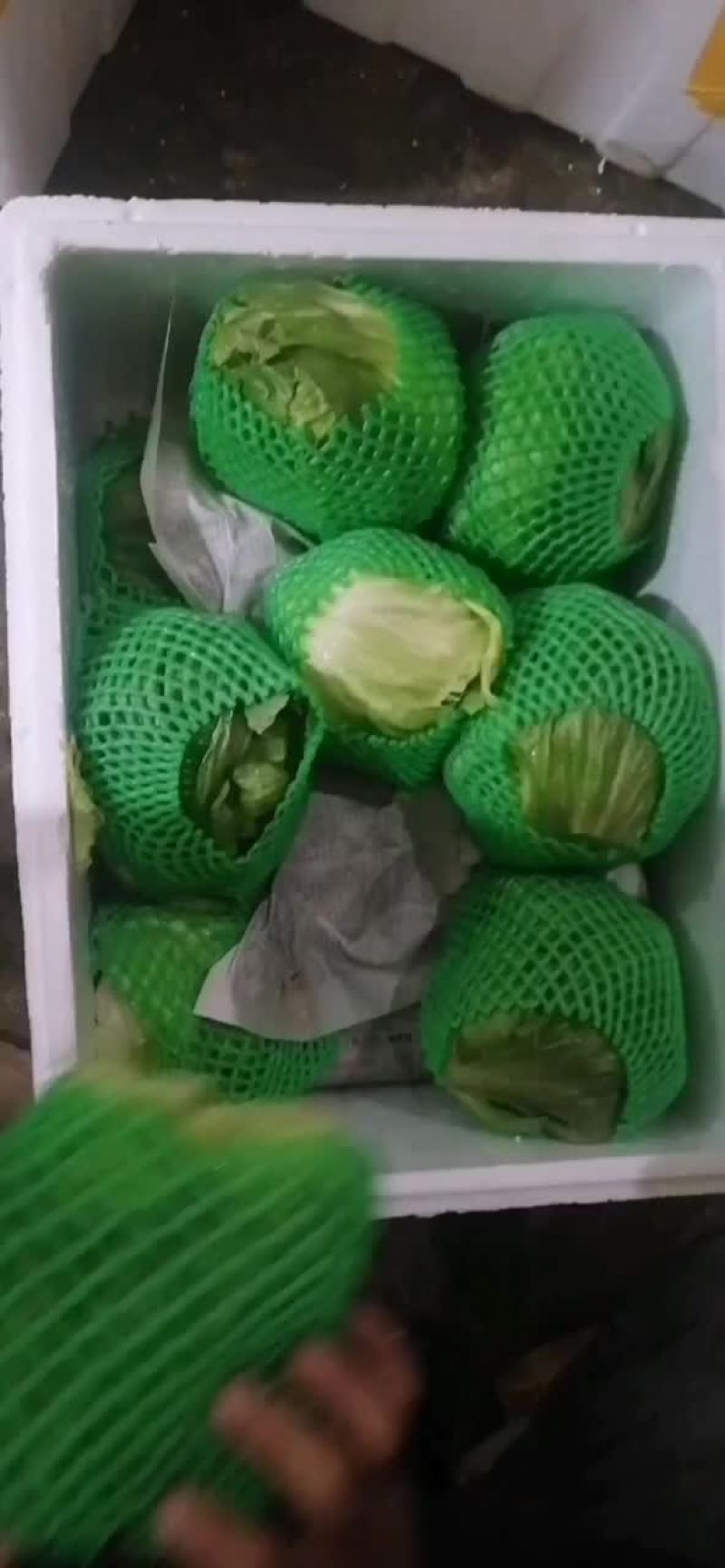 圆生菜