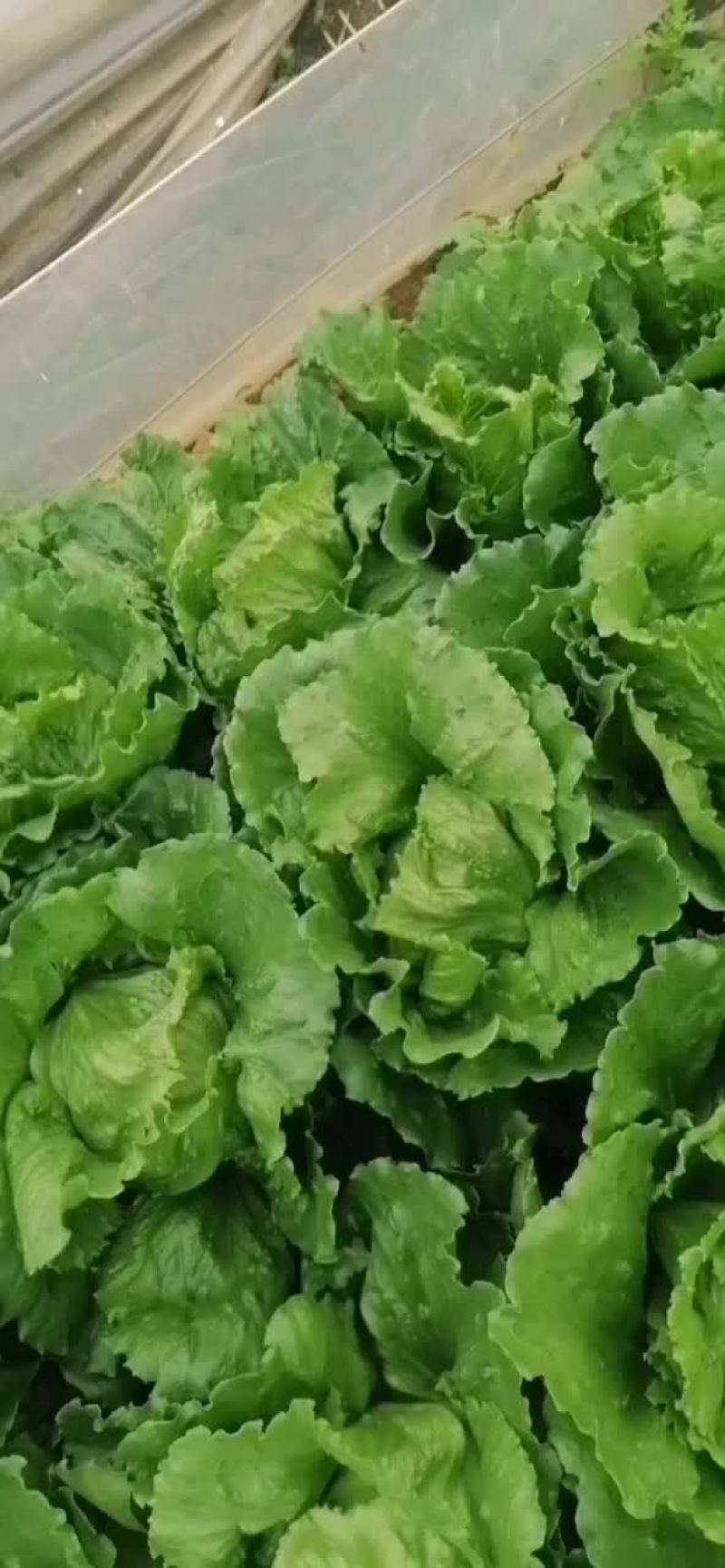 圆生菜