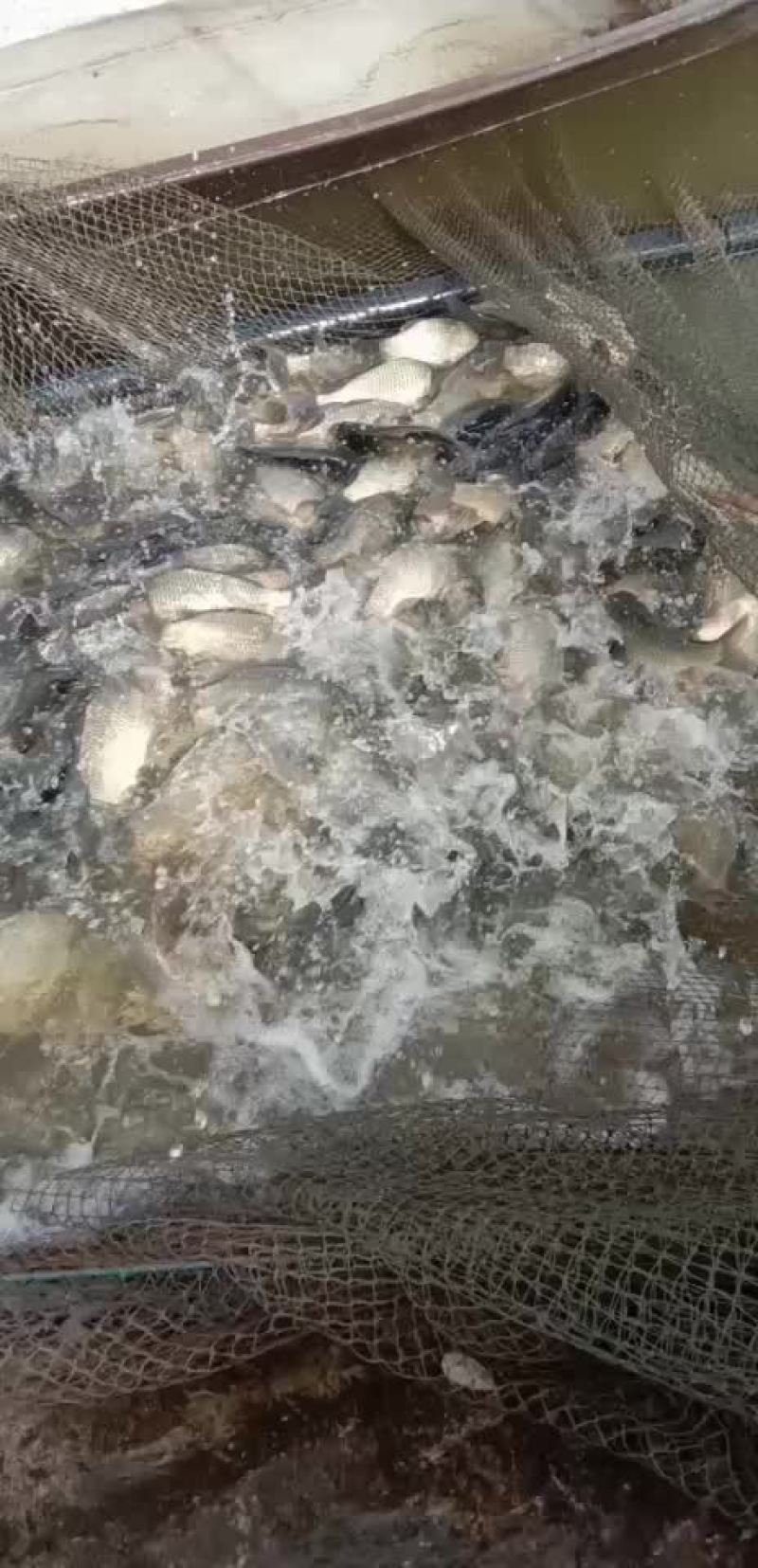长期供应各种规格成品鱼和鱼苗批发，品种齐全！