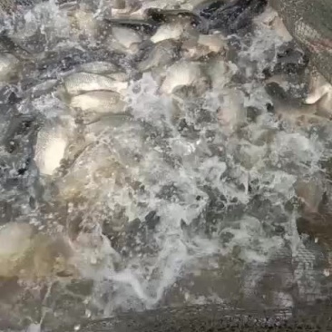 长期供应各种规格成品鱼和鱼苗批发，品种齐全！