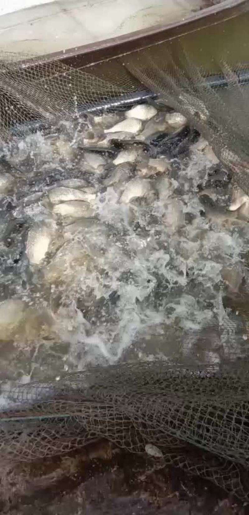 长期供应各种规格成品鱼和鱼苗批发，品种齐全！