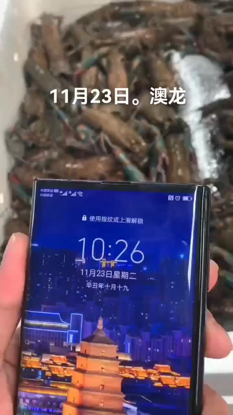 澳龙