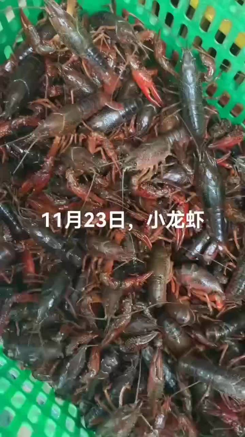 澳龙