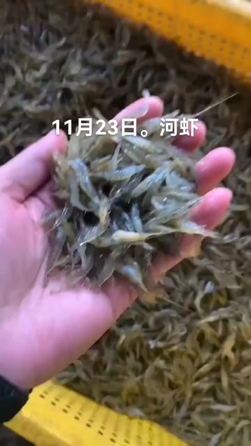 澳龙