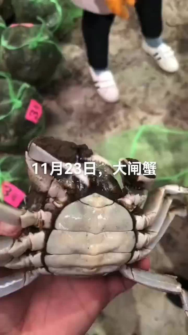 澳龙