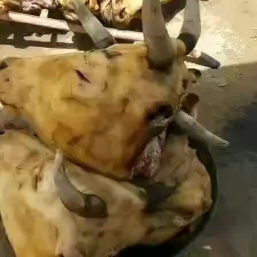 内蒙古牛头牛副产品，质量好，品质高，放心够买，都是草地牛
