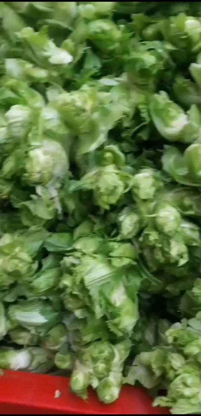 汶川大白菜四川杂菜上市中