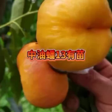 中油13号
