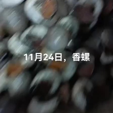 香螺