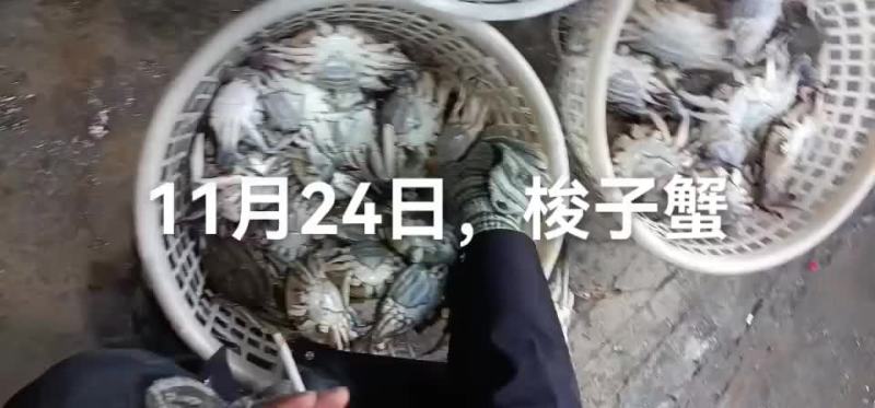 香螺