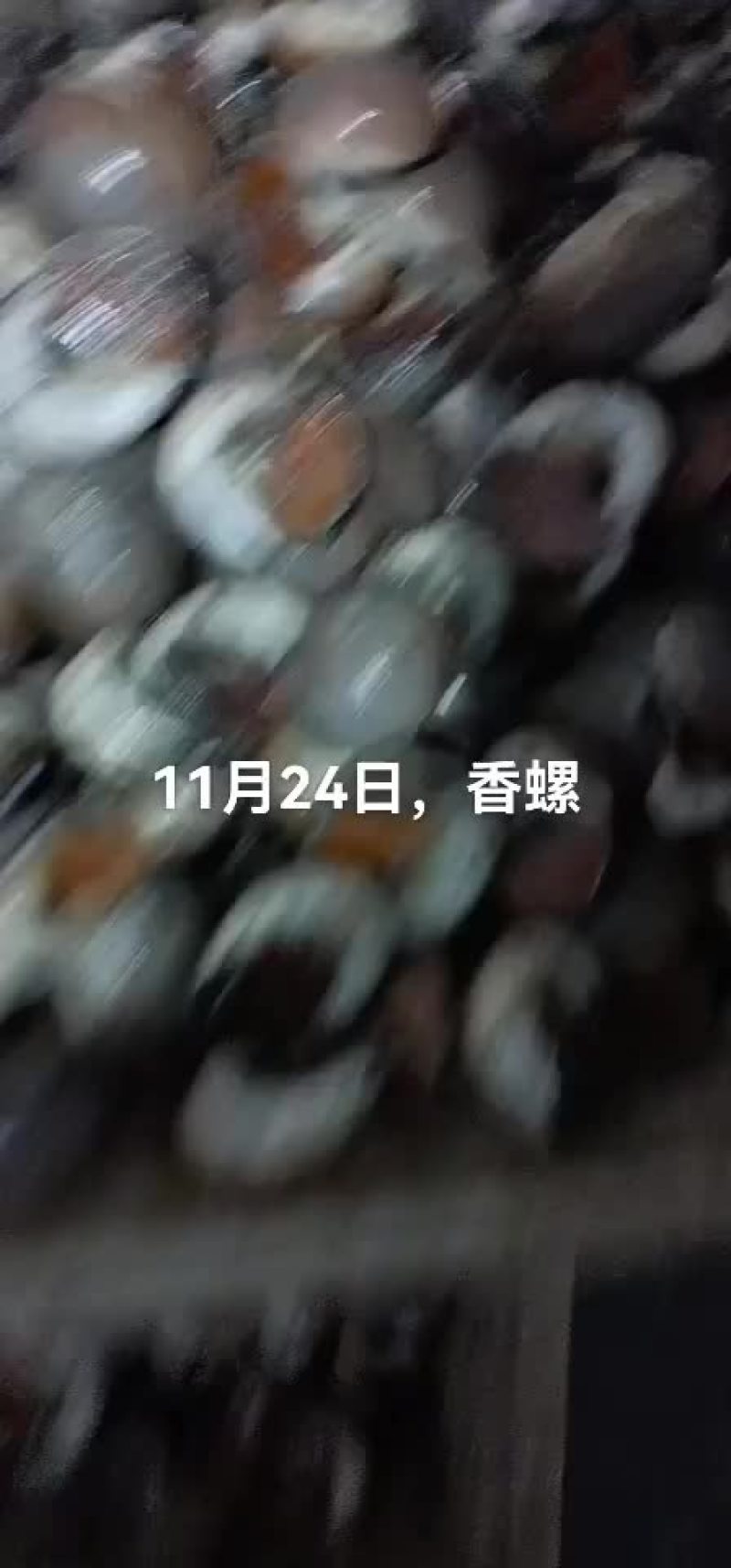 香螺