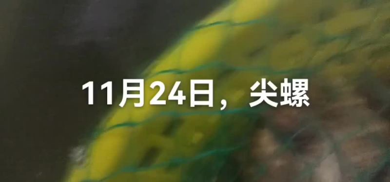 香螺