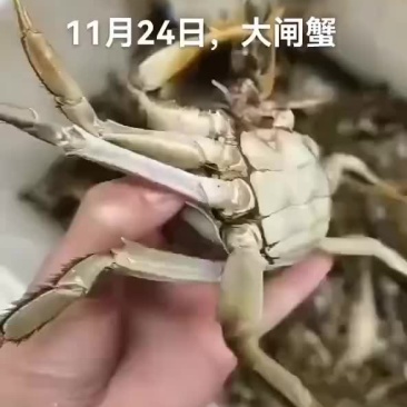 大闸蟹