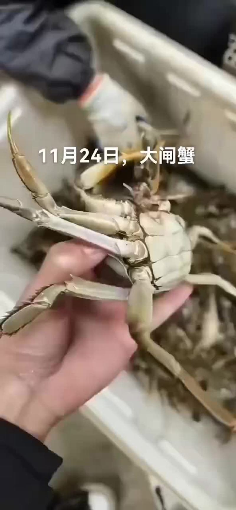 大闸蟹