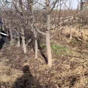 梨树