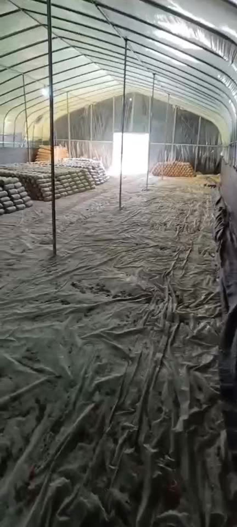 常年出售平菇榆黄蘑出菇菌包