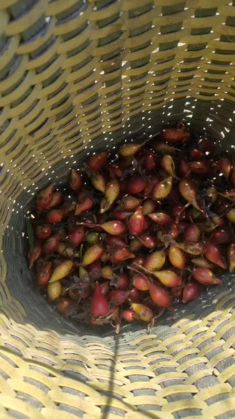精品尾期金樱子要的赶快