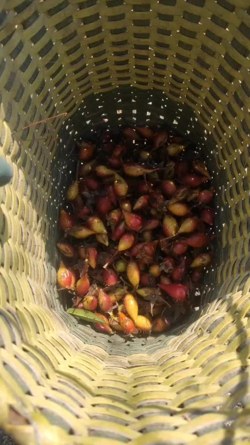 精品尾期金樱子要的赶快
