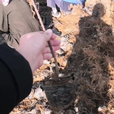 柽柳杯苗