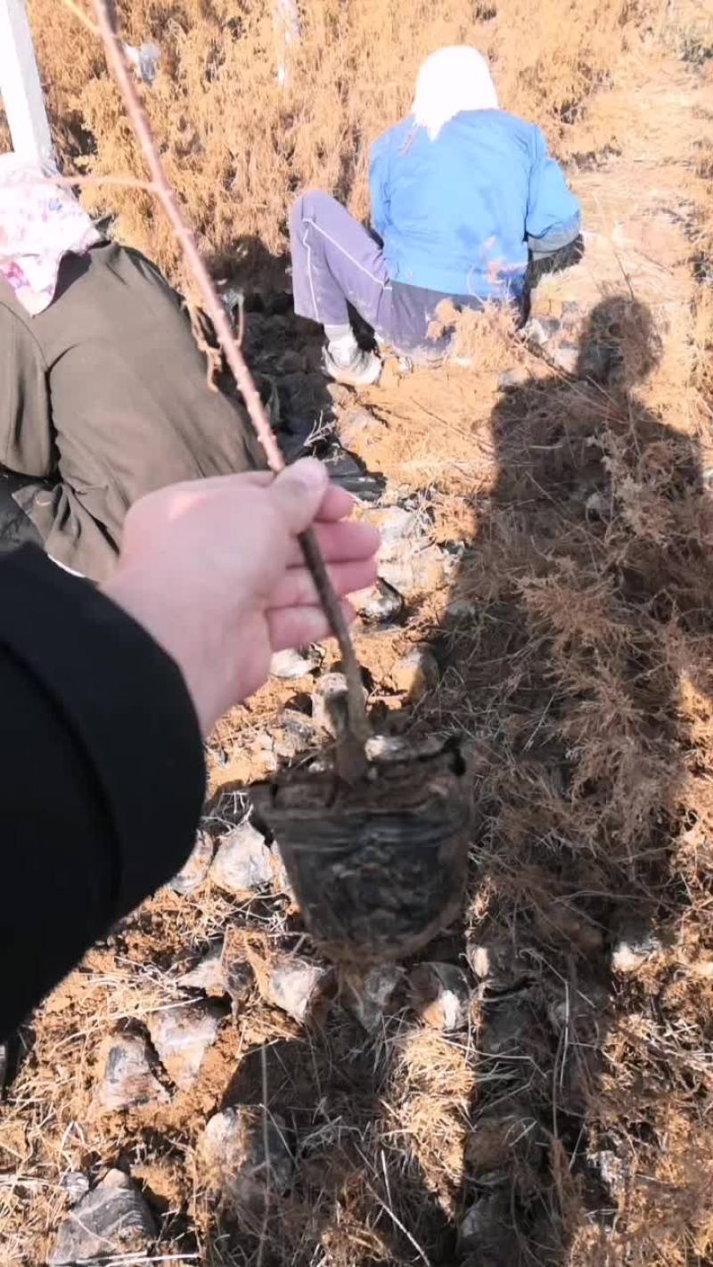柽柳杯苗
