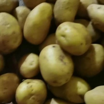 菏泽土豆