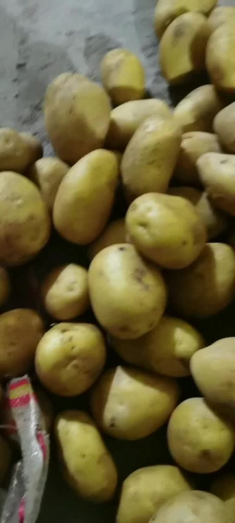 菏泽土豆