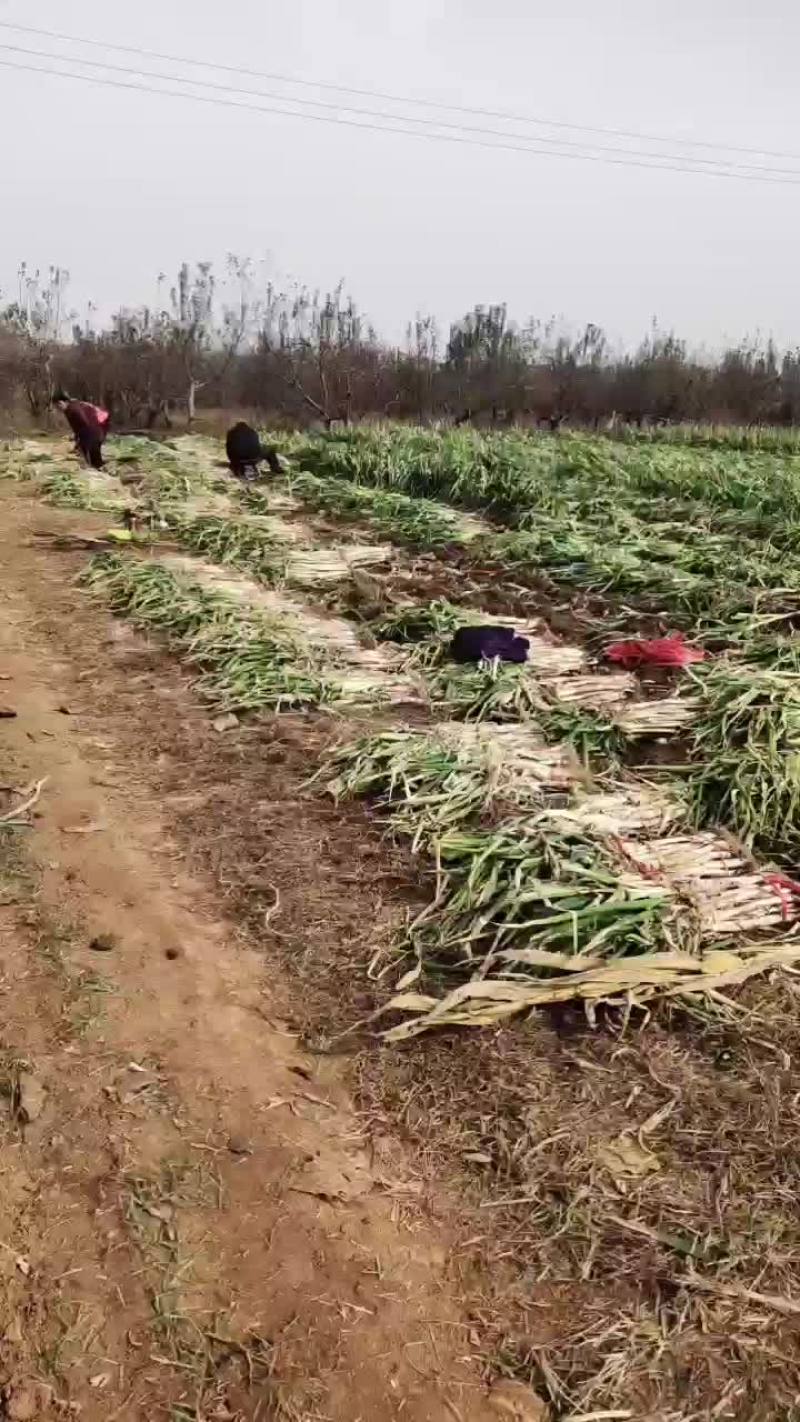 哑柏天天鲜果蔬