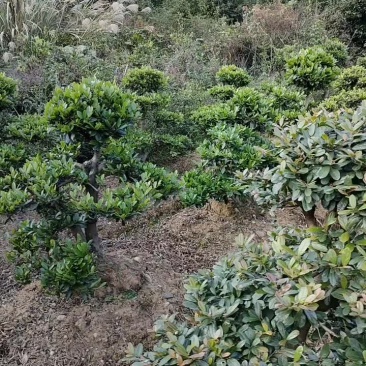 【山峡蚊母基地】优质供货电商，文母根系发达，枝叶茂盛